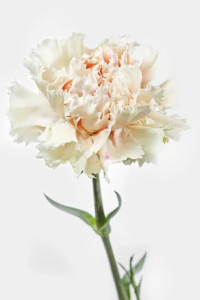 Oeillet fleur (Dianthus) sur fond blanc — Photo