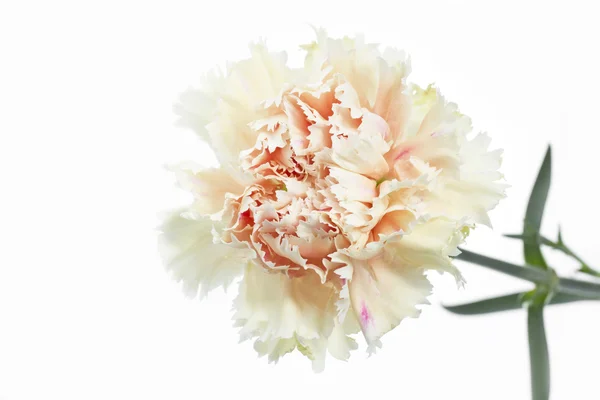 Oeillet fleur (Dianthus) sur fond blanc — Photo