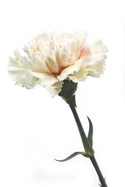 Kwiat goździka (Dianthus) na białym tle — Zdjęcie stockowe