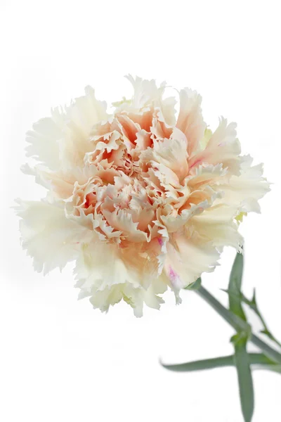 Flor de clavel (Dianthus) sobre fondo blanco — Foto de Stock