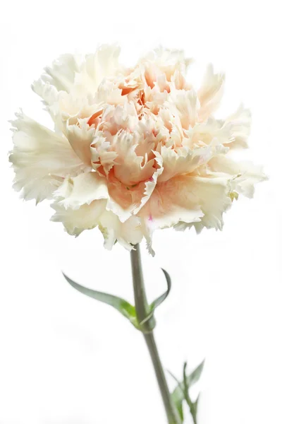Beyaz arka plan üzerinde karanfil çiçek (karanfil) — Stok fotoğraf