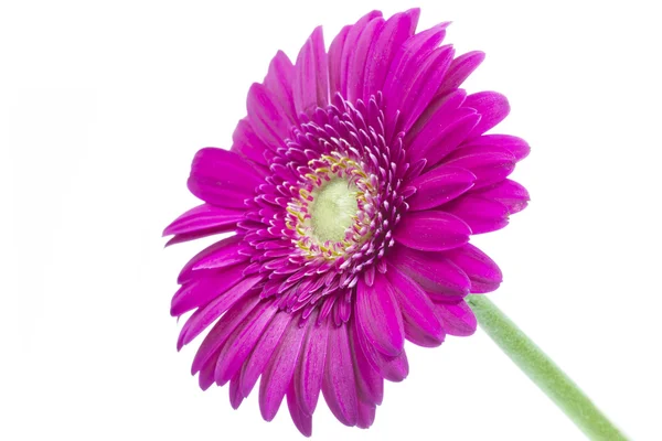 Single pink Gerbera flower on white — Stock Photo, Image