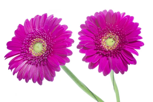 Two Gerbera flowers on white — Stock Photo, Image