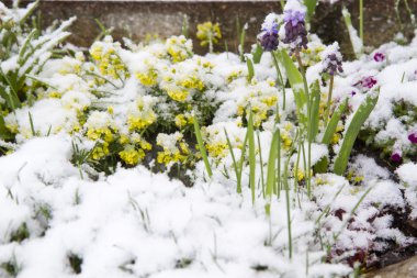 Yellow Whitlowgrass (Draba Aizoides) in snow clipart