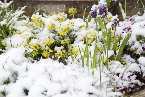 黄色 Whitlowgrass (葶苈 Aizoides) 在雪中 — 图库照片