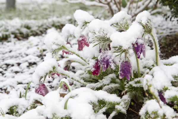 Kwitnący Pasqueflower (Pulsatilla vulgaris) w śniegu — Zdjęcie stockowe