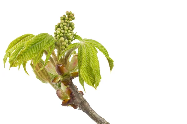 Buds and spring leaves of a chestnut tree (Aesculus hippocastanum) — Stock Photo, Image