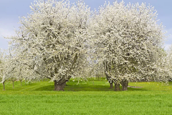 Kwitnąca wiśnia drzew na zielonej łące — Zdjęcie stockowe