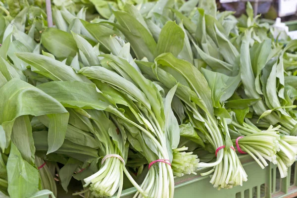 Aglio selvatico fresco su un mercato — Foto Stock