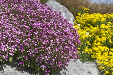 pembe arabis caucasica çiçekler