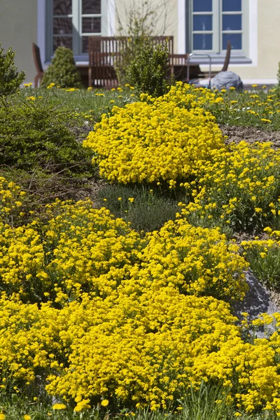 Aurinia jaune Saxatile Fleurs à l'extérieur — Photo
