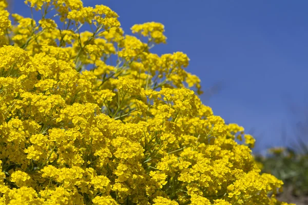 밖에 서 노란색 Aurinia Saxatile 꽃 — 스톡 사진