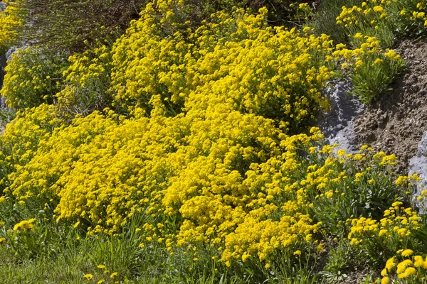 Gele aurinia saxatile bloemen buiten — Stockfoto