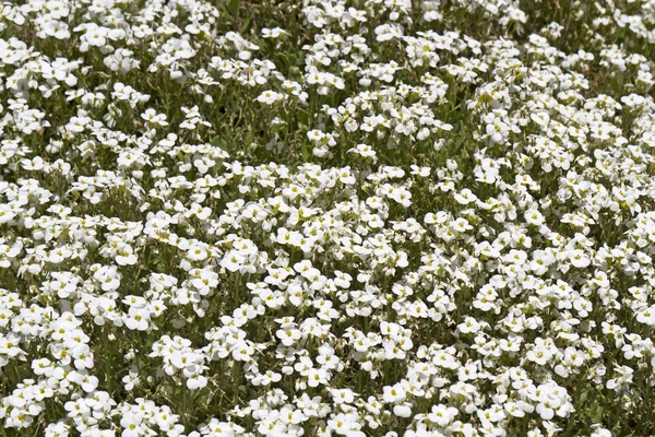 白いハタザオ caucasica 花 — ストック写真