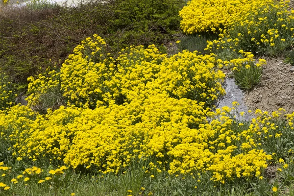 Sárga Aurinia Saxatile virágok kívül — Stock Fotó