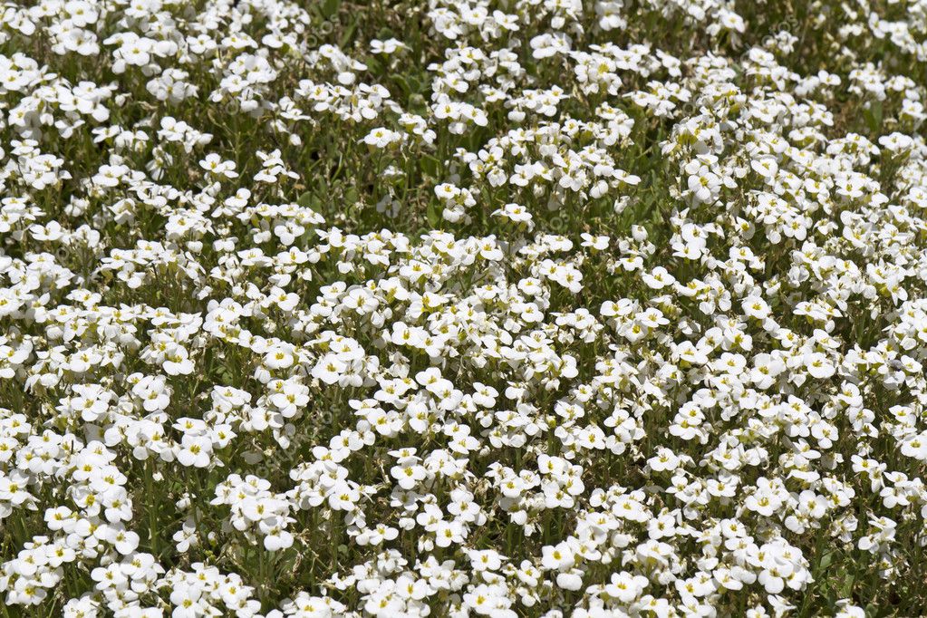 White arabis caucasica flowers — Stock Photo © haraldmuc #10397106