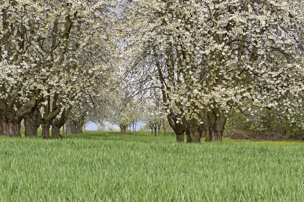 Blommande körsbär träd — Stockfoto
