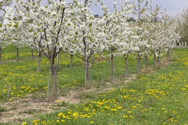 Alberi di ciliegio in fiore — Foto Stock