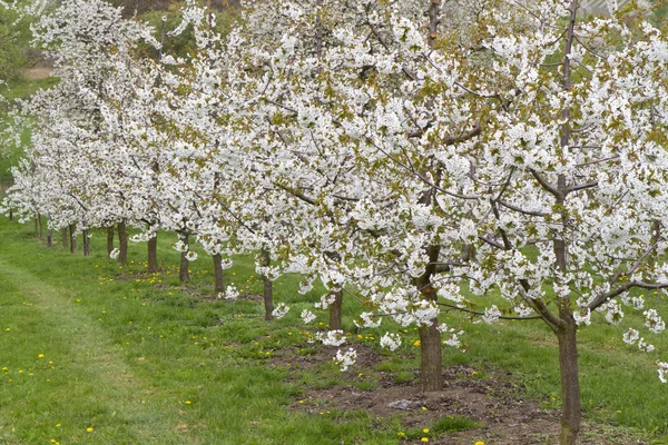 Blossoming cherry trees — Stock Photo, Image