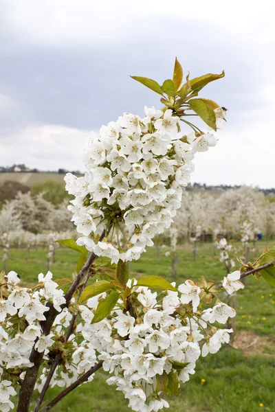 Kwitnąca wiśnia drzew — Zdjęcie stockowe