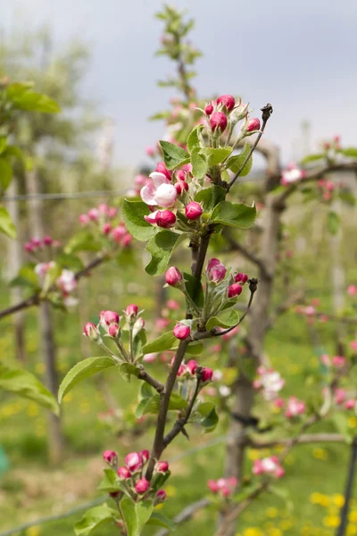Manzanas en flor —  Fotos de Stock