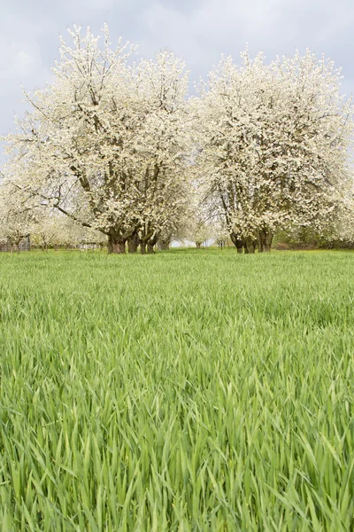 Blossoming cherry trees — Stock Photo, Image