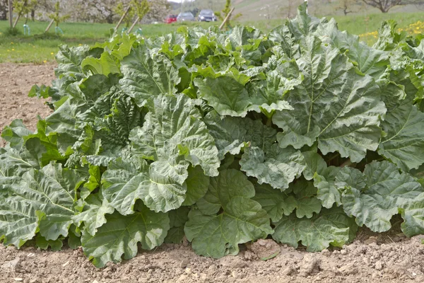 Growing rhubarb in a field — Stock Photo, Image