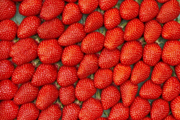 배경 채우기 형식으로 신선한 딸기 — 스톡 사진