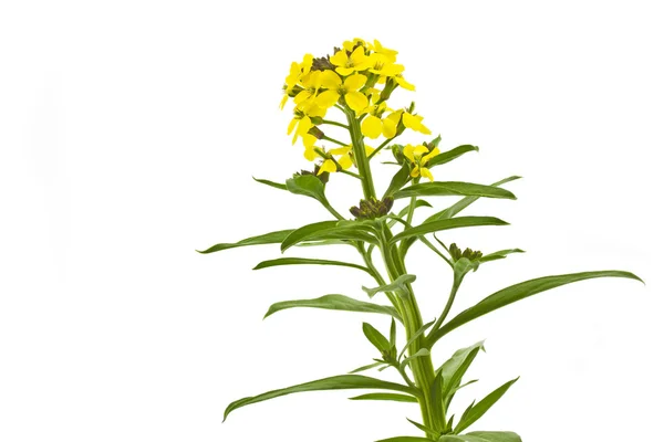 Ανθίζοντας cheiranthus ΧΕΡΙ λουλούδι — Φωτογραφία Αρχείου
