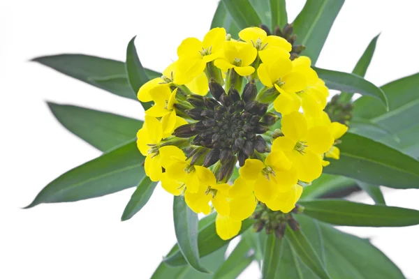 Flor de Cheiranthus cheri florescente — Fotografia de Stock