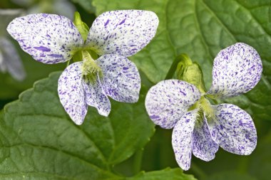 Çilli Violet (Viola sororia) çiçek