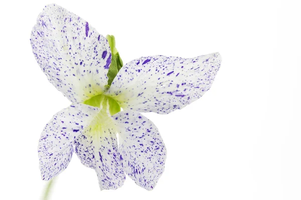 痩せぎすのそばかすだらけのバイオレット (ヴィオラ sororia) 花 — ストック写真