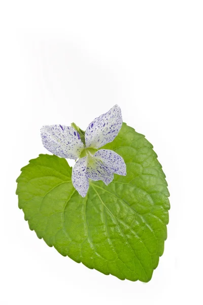 Ластовинні квітка фіолетовий (альт sororia) з листа — стокове фото