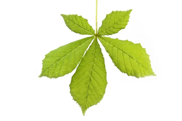 Single horse-chestnut leaf — Stock Photo, Image