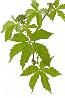Ivy (Parthenocissus tricuspidata) beyaz arka plan üzerinde