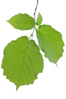 Ela yaprakları beyaz (Corylus Avellana izole)