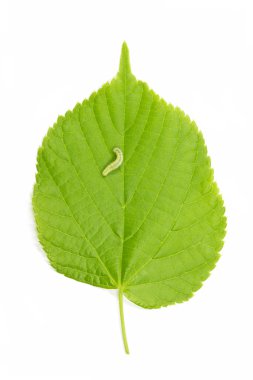 Caterpillar and hazel leaf (Corylus Avellana) clipart