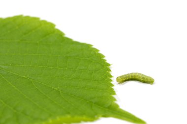 Tırtıl ve fındık yaprak (Corylus Avellana)