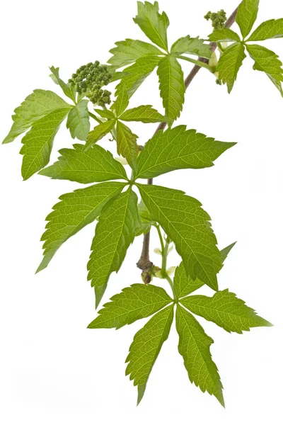 Ivy (Parthenocissus tricuspidata) på vit bakgrund — Stockfoto