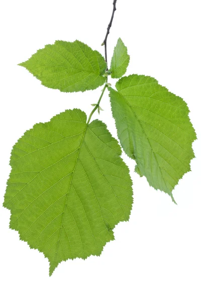 Листья Хейзел изолированы на белом (Corylus Avellana ) — стоковое фото