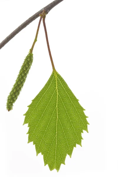 Березовый лист (Betula) весной — стоковое фото