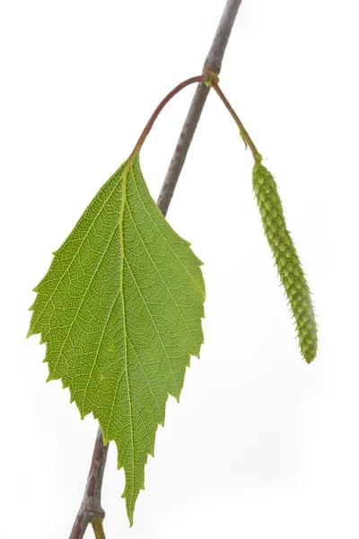 Листя берези (Betula) в весна — стокове фото
