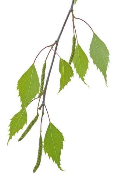 Birkenblätter (Betula) im Frühling — Stockfoto