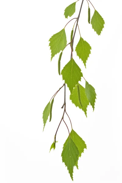 Береза листя (Betula) в весна — стокове фото
