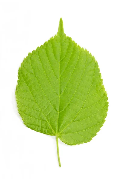 Hazel leaf (Corylus Avellana) — Stock Photo, Image