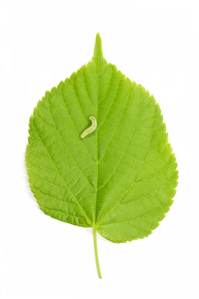 Caterpillar and hazel leaf (Corylus Avellana) — Stock Photo, Image