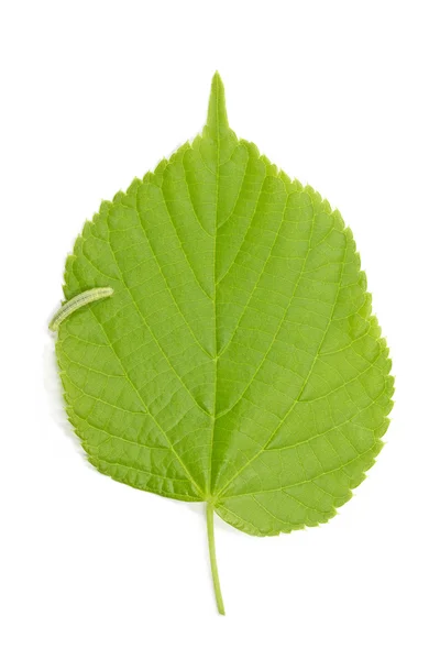 Caterpillar and hazel leaf (Tilia) — Zdjęcie stockowe