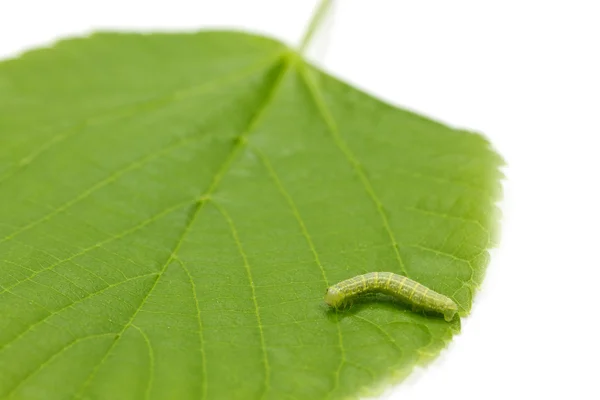 stock image Caterpillar and hazel leaf (Corylus Avellana)