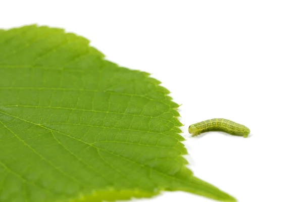 stock image Caterpillar and hazel leaf (Corylus Avellana)