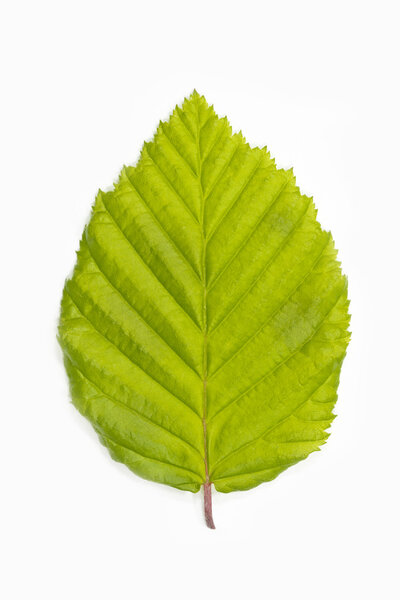 Beech tree leaf (Fagus) on white